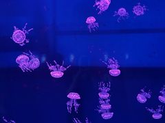 -西安曲江海洋极地公园