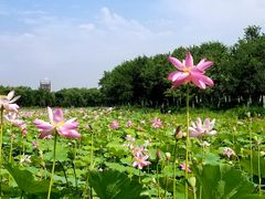 -东郊湿地公园