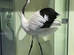 -盐城丹顶鹤湿地生态旅游区