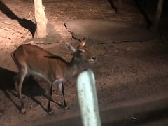 -清迈夜间动物园