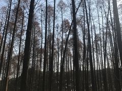 -同里国家湿地公园