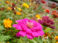 -福建鲤鱼洲酒店