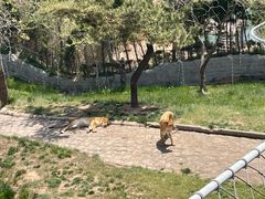 -西霞口神雕山野生动物世界