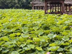 -龙头寺公园