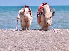 -青海湖国家重点风景名胜区