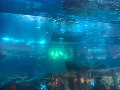 -迪拜水族馆及水下动物园