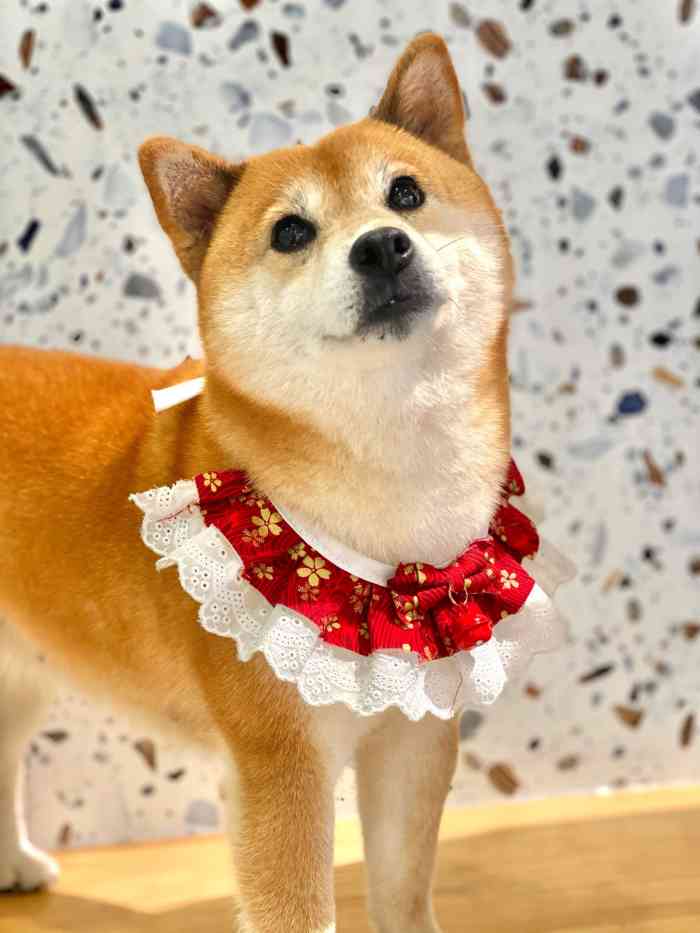 拾柴·shiba cafe·柴犬咖啡-"拾柴98太可爱啦 柴柴营业中9015