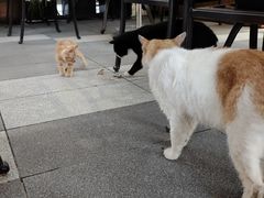 -京北渔家傲