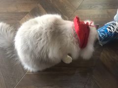 -蓝鲸·缅因猫舍
