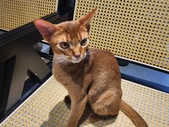 -琪喵猫屋·撸猫猫咖·猫舍
