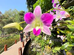 -深圳仙湖植物园