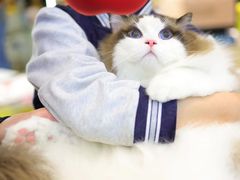 -momokira米努特·德文卷毛猫·棉花面纱犬