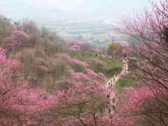 -新建村梅花