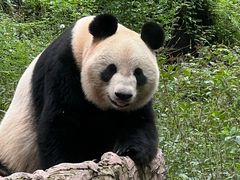 -中国大熊猫保护研究中心雅安碧峰峡基地