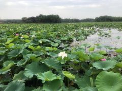 -荷塘月色湿地公园·向阳花洲