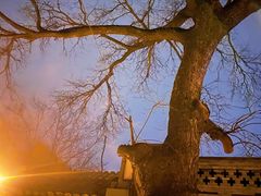 景观位-大槐树烤肉馆