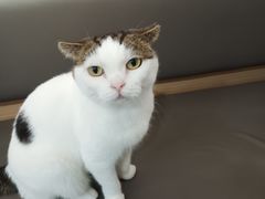 -喵园·猫主题咖啡厅·撸猫·猫咖(国贸店)