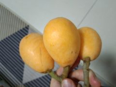 -百果园PAGODA(应元路店)