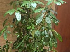 -盛百味·家宴餐厅(霸州分店)