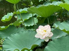 -陈家山荷花公园