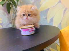 -欣宠猫屋·矮脚拿破仑·蓝金金渐层