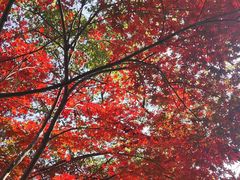 -桃花岭景区