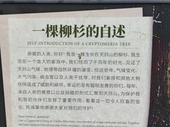 -天目山大树王景区
