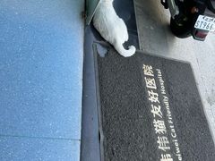 -伟伟宠物医院·瑞派猫友好医院·猫科(光谷店)
