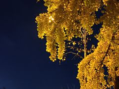 -新清华学堂