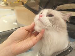 -帕帕拉兹宠物(亚洲旗舰店)