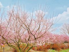 -花开海上生态园