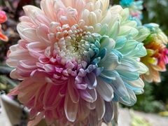 -杭州植物园
