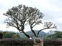 -番禺大夫山森林公园