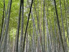 -四明山国家森林公园