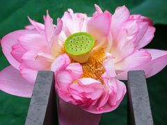 -陈家山荷花公园