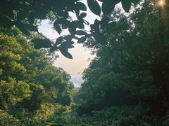 -东莞市大岭山森林公园