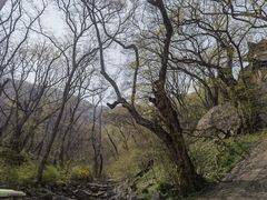 -皇藏峪国家森林公园