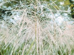 -梁鸿国家湿地公园