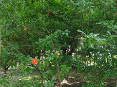 -白塘生态植物园