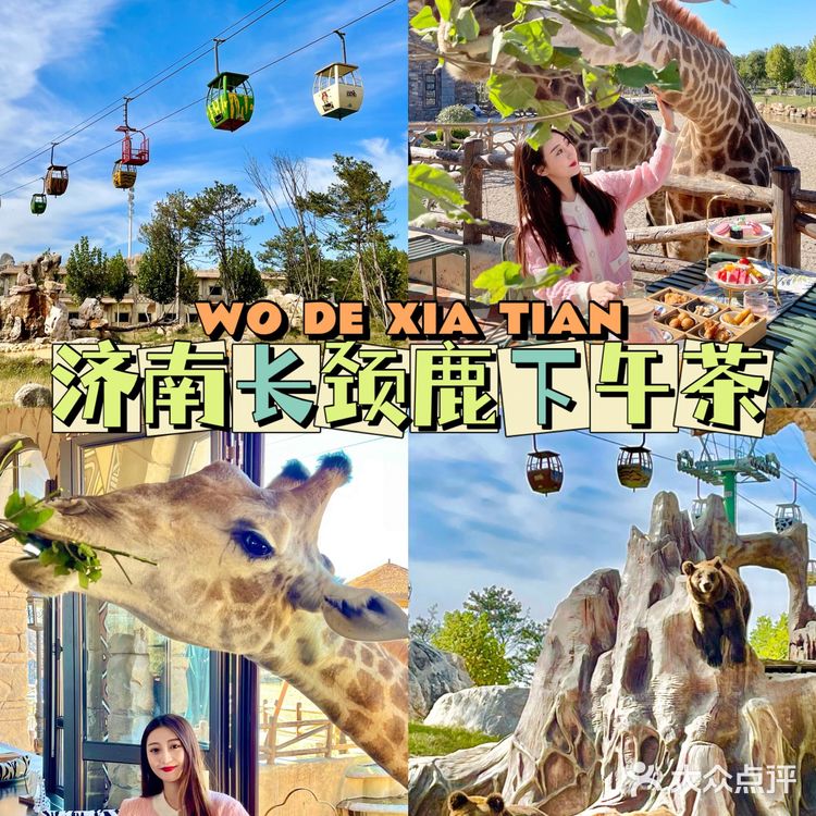 济南旅游|🦒长颈鹿下午茶也太好拍了～