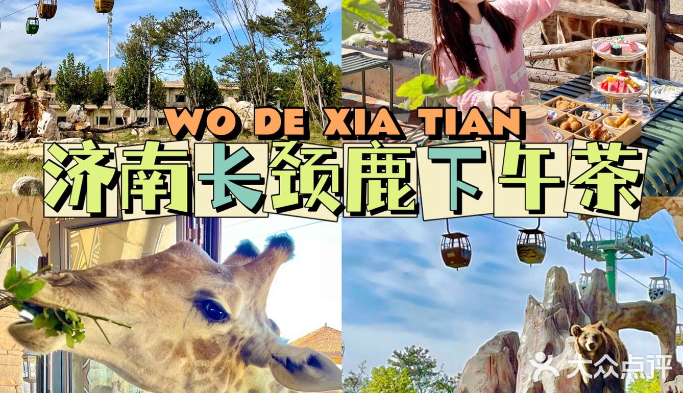 济南旅游|🦒长颈鹿下午茶也太好拍了～