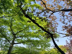 -嘉定紫藤园