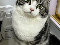 -山宅一喵德文卷毛猫舍