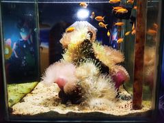 -太平洋海底世界