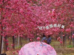 -天适樱花悠乐园