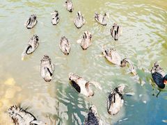 -长白岛森林公园