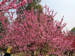 -秀丽东方