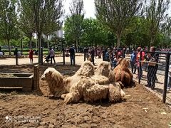 -长白岛森林公园