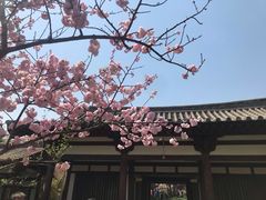 -西安青龙寺遗址景区