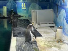 -重庆欢乐海底世界